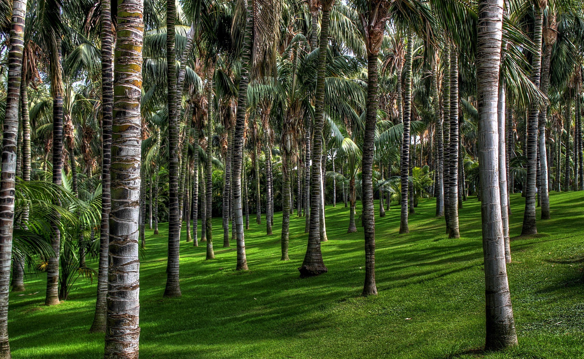 Palm trees in a tropical grove