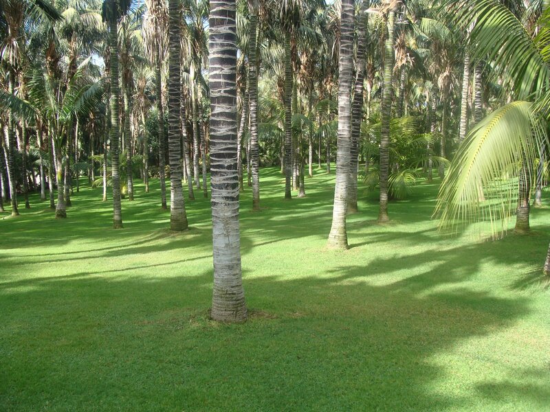 Palm trees in a tropical park