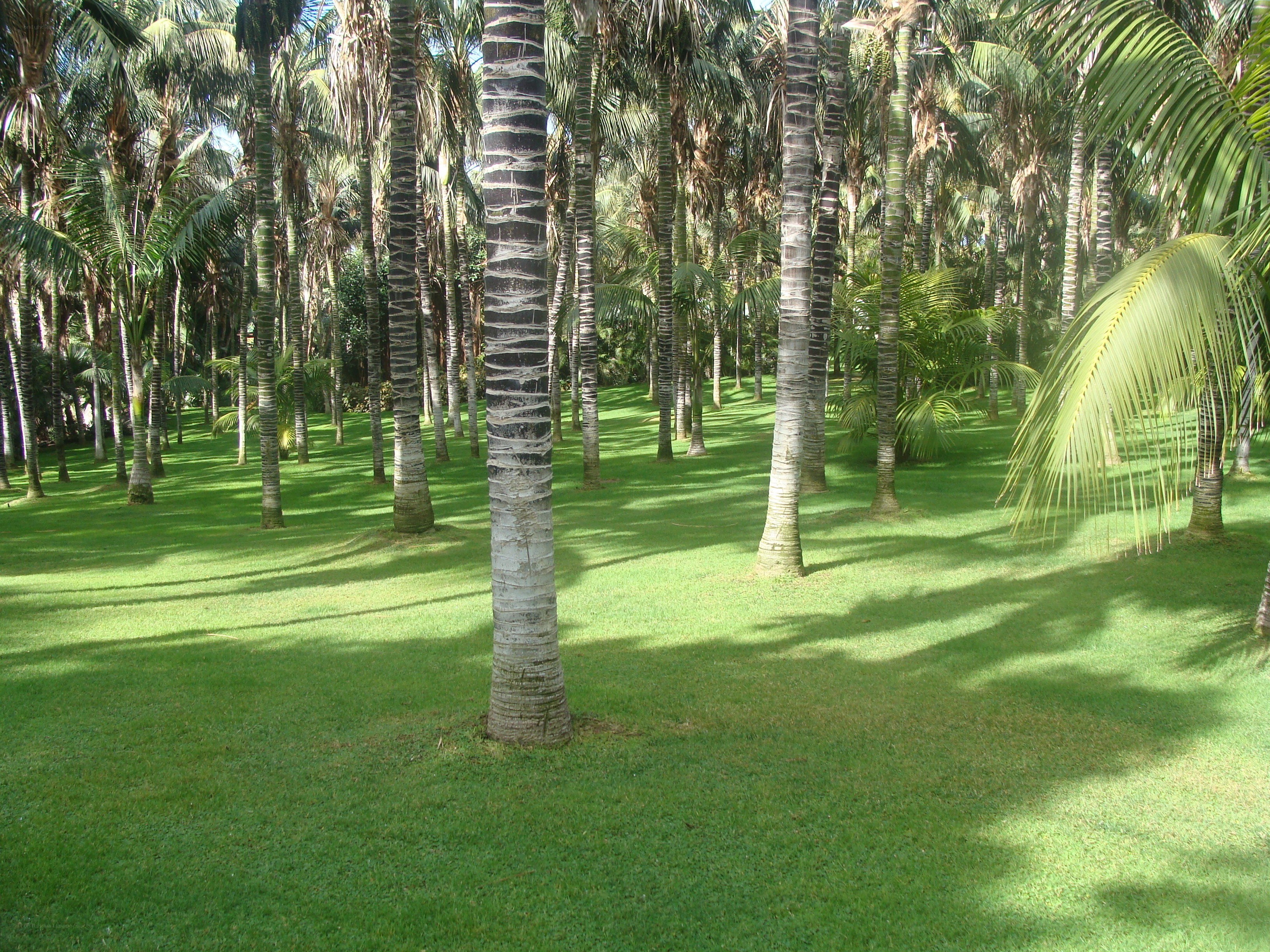 Palm trees in a tropical park