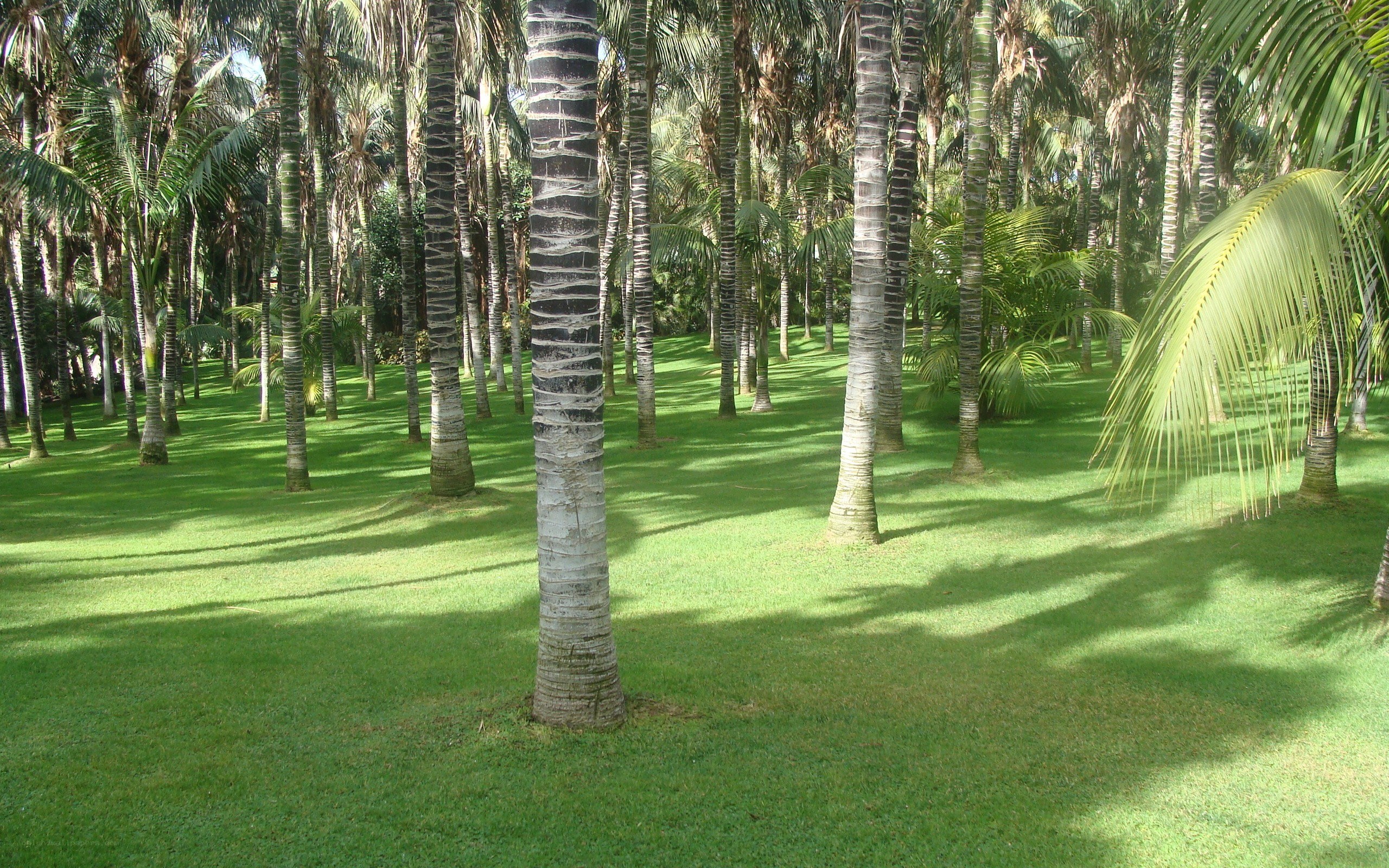 Palm trees in a tropical park