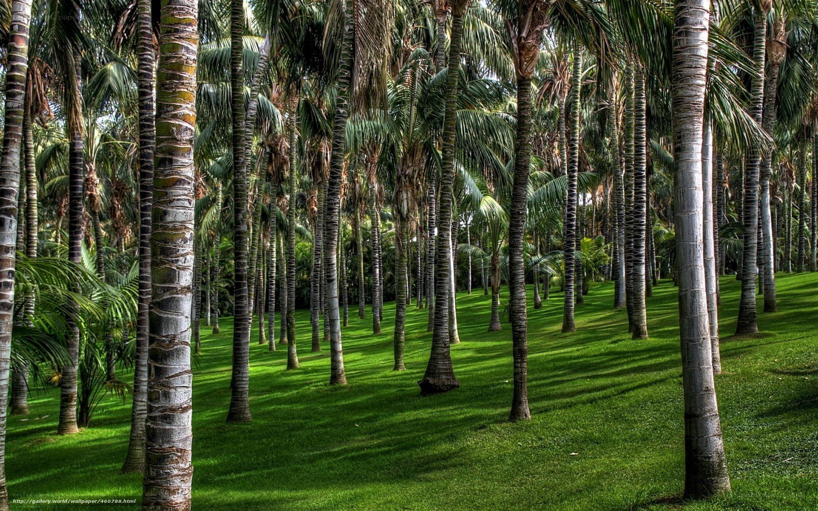 Palm trees in a tropical park