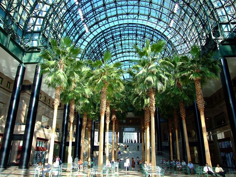 Palm Trees in Atrium