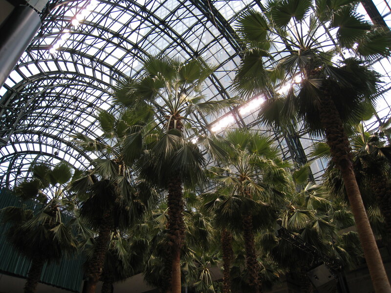 Palm Trees in Conservatory