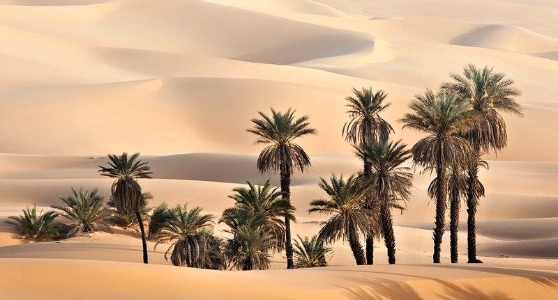 Palm Trees in Desert — Beige, Serene, Sunset, Photograph, Sand Dunes, Sky