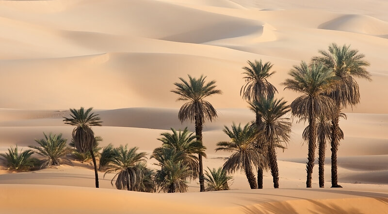 Palm Trees in Desert — Beige, Serene, Sunset, Photograph, Sand Dunes