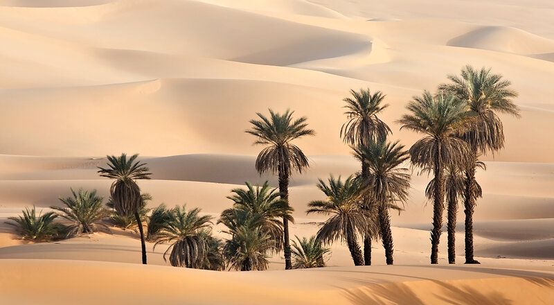 Palm Trees in Desert — Beige, Serene, Sunset, Photograph