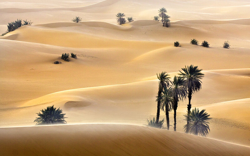 Palm Trees in Desert — Beige, Serene, Sunset