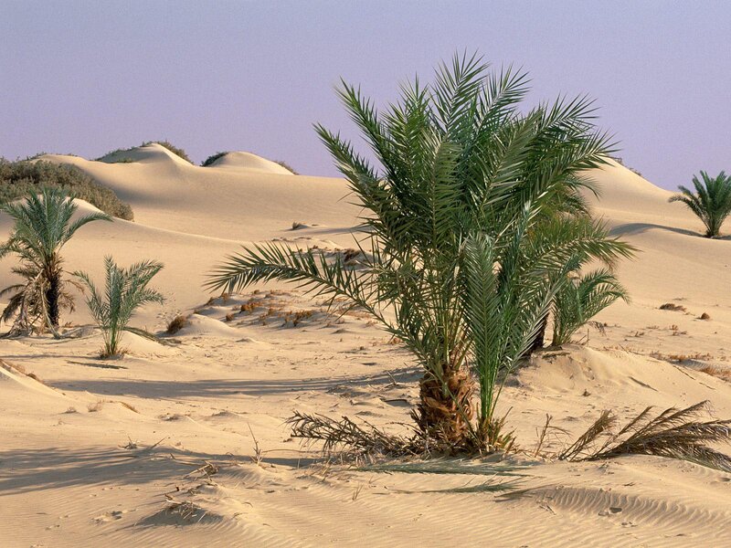 Palm Trees in Desert — Beige, Serene