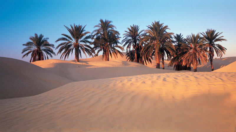 Palm Trees in Desert — Blue, Serene