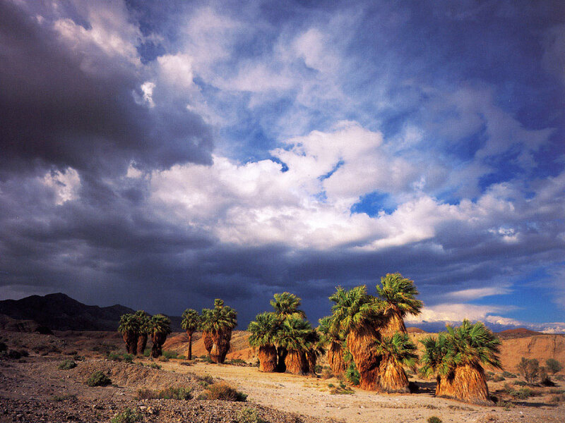 Palm Trees in Desert — Blue