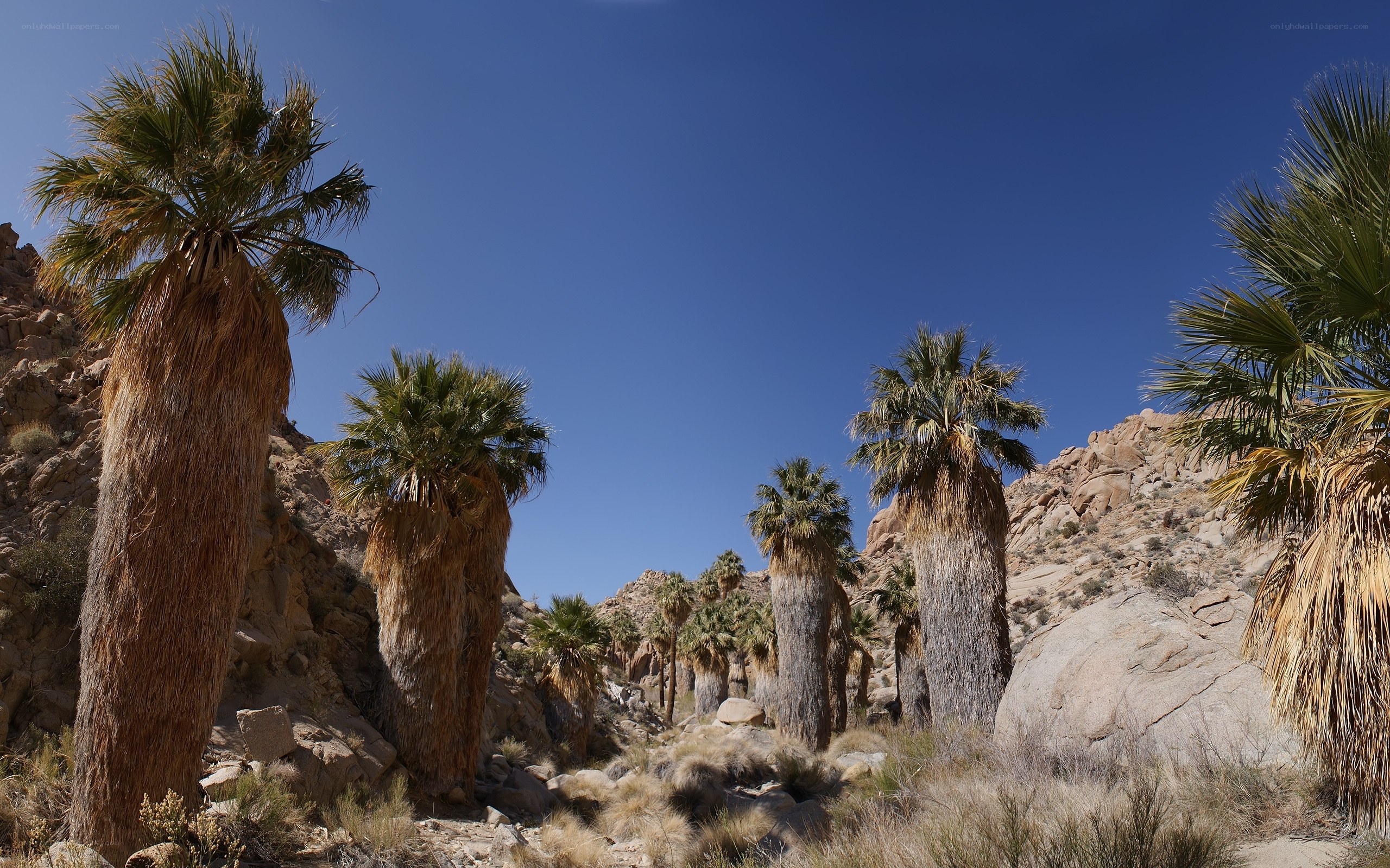 Palm trees in desert canyon