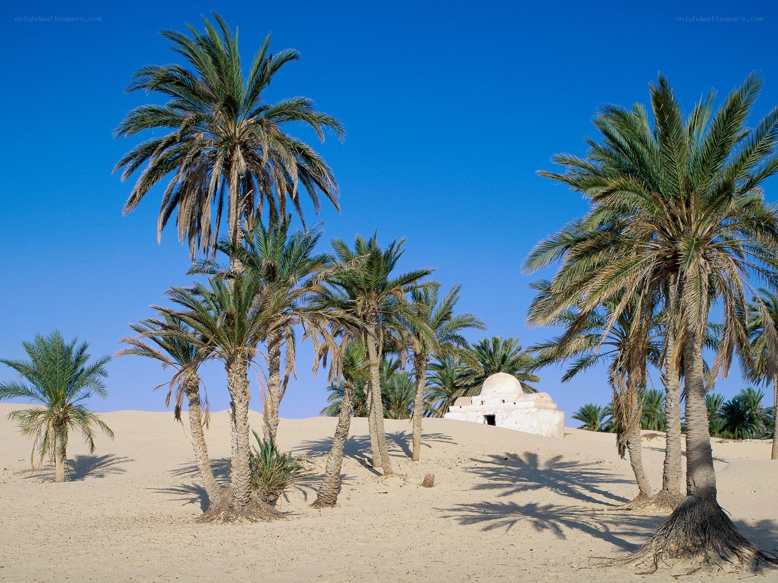Palm trees in desert oasis