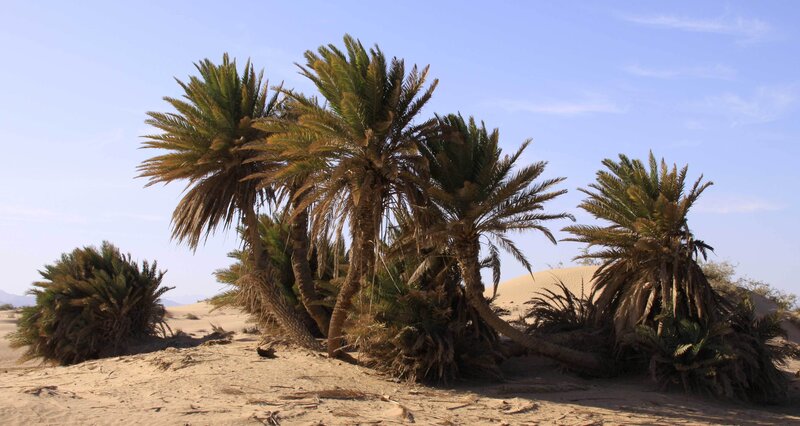palm trees in desert oasis