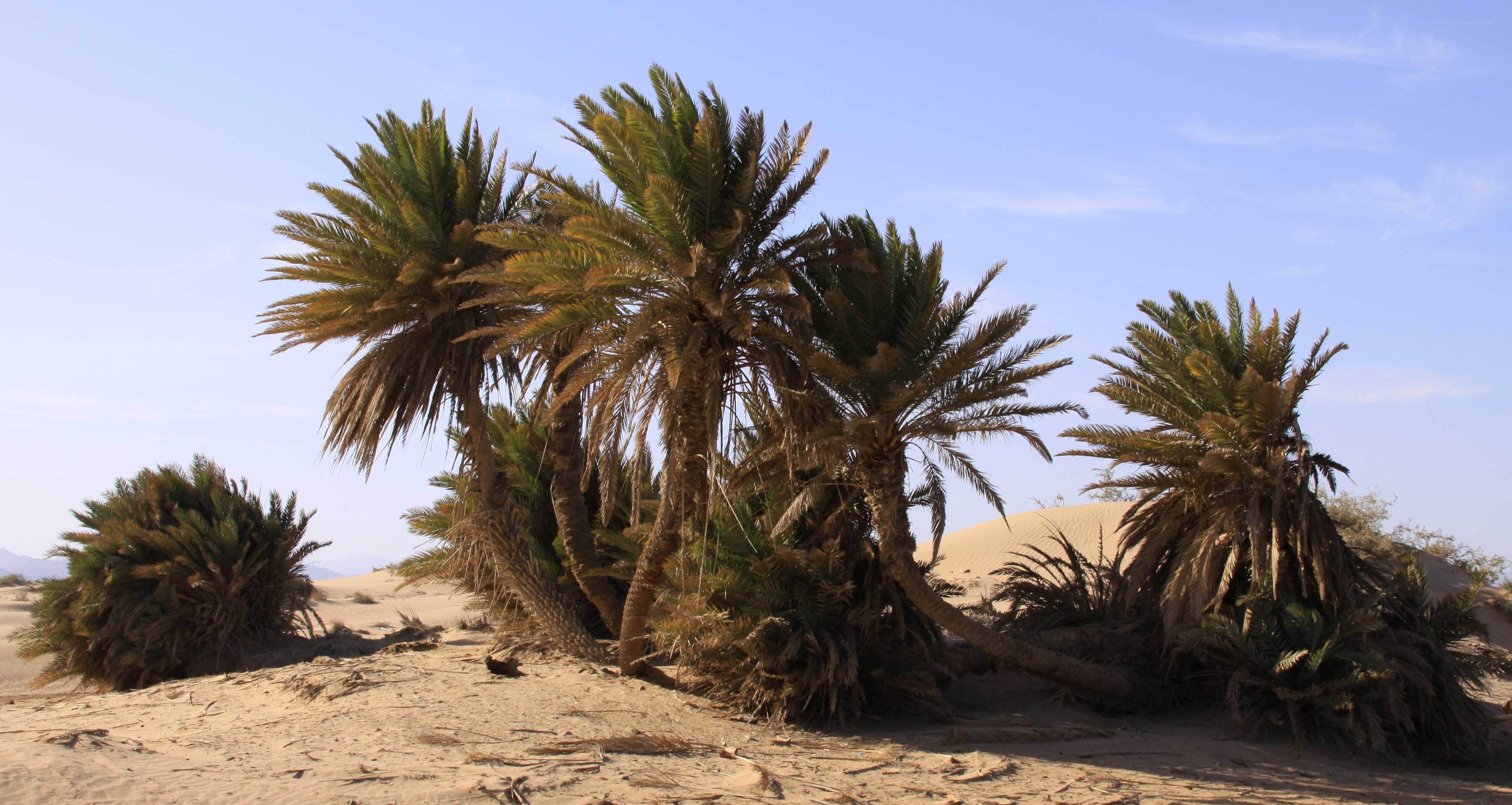 palm trees in desert oasis