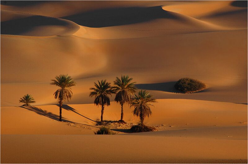 Palm Trees in Desert — Orange, Dramatic