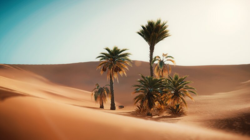 Palm Trees in Desert — Orange, Serene, Afternoon, 3d Render