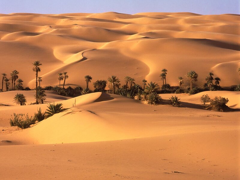 Palm Trees in Desert — Orange, Serene, Afternoon, Photograph, Sand Dunes, Sky