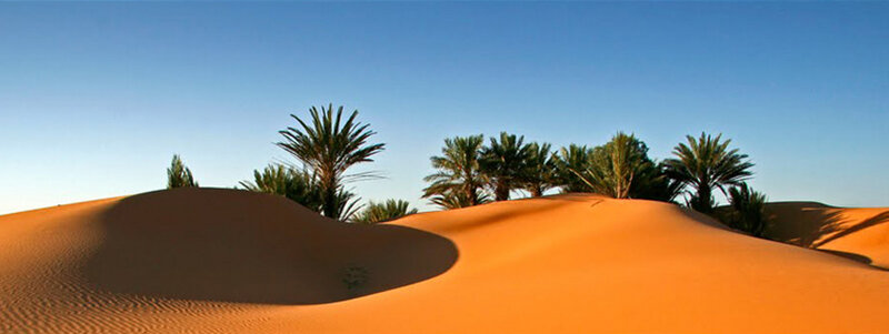 Palm Trees in Desert — Orange, Serene, Afternoon