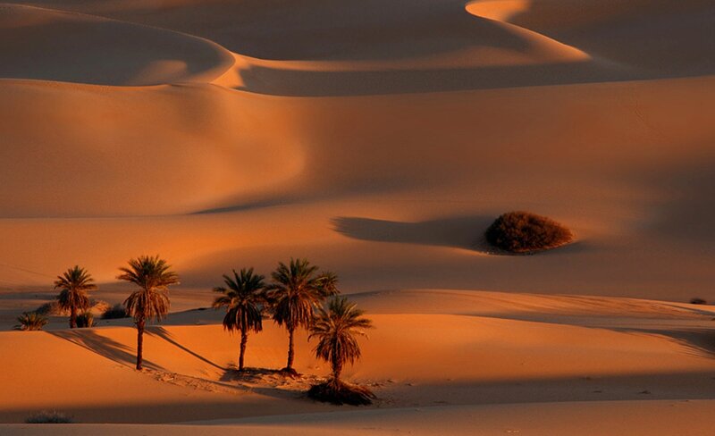 Palm Trees in Desert — Orange, Serene, Sunset, Photograph