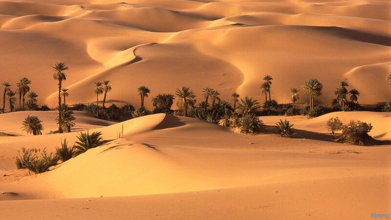 Palm Trees in Desert — Orange, Serene, Sunset