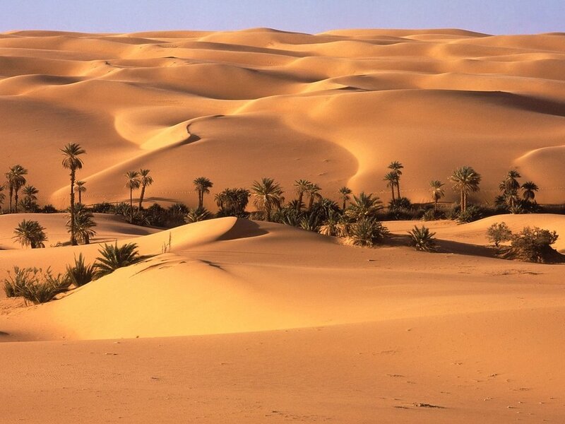 Palm Trees in Desert — Orange, Serene