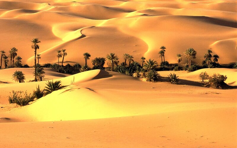 Palm Trees in Desert — Orange