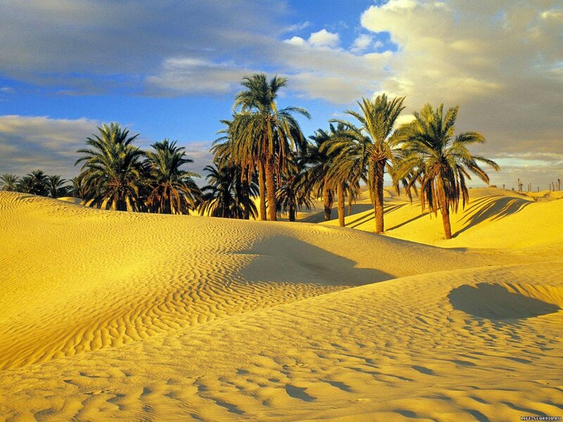 Palm Trees in Desert — Yellow, Serene, Afternoon, Photograph, Sand Dunes