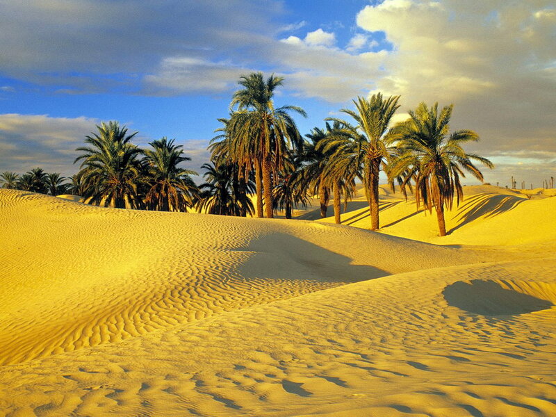Palm Trees in Desert — Yellow, Serene, Afternoon