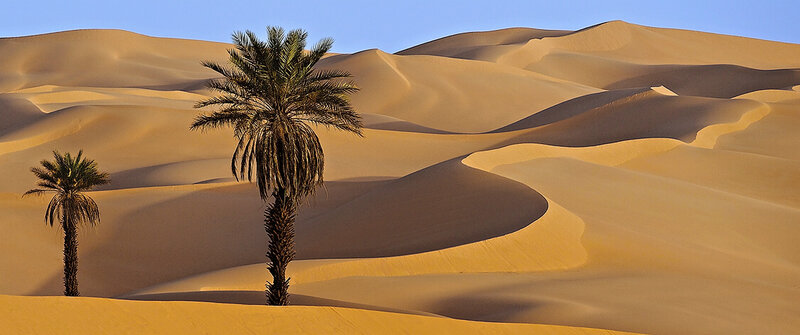 Palm Trees in Desert — Yellow, Serene, Morning