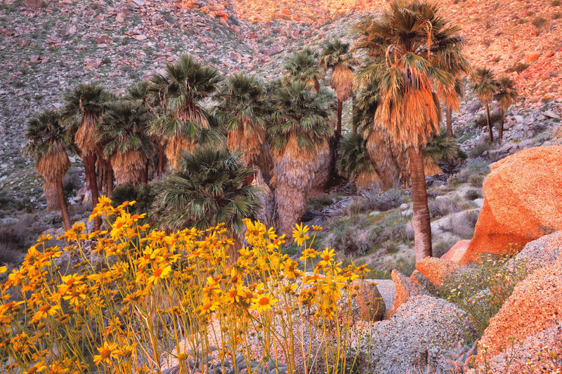 Palm Trees in Desert — Yellow, Serene, Sunset, Photograph, Flowers, Rocks