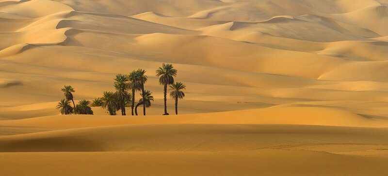 Palm Trees in Desert — Yellow, Serene, Sunset, Photograph