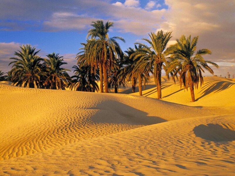 Palm Trees in Desert — Yellow, Serene, Sunset