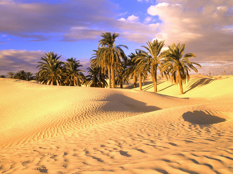 Palm Trees in Desert — Yellow, Serene