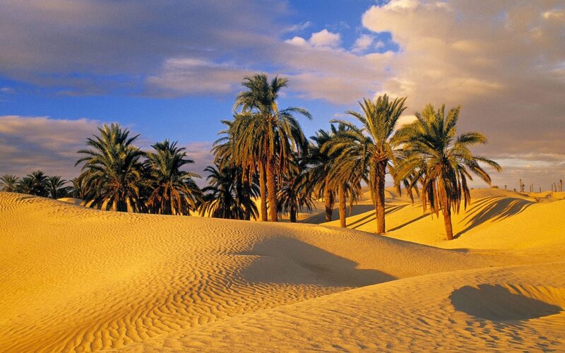Palm Trees in Desert — Yellow