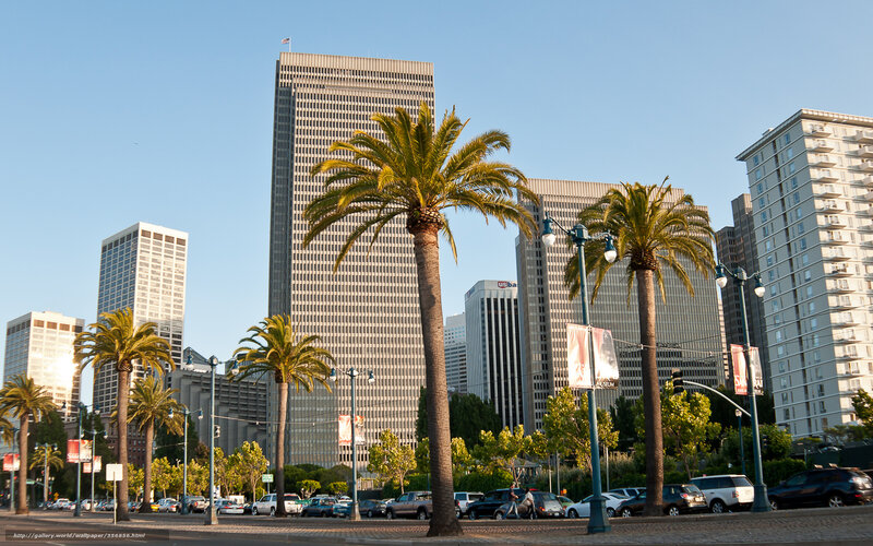 Palm trees in downtown Los Angeles