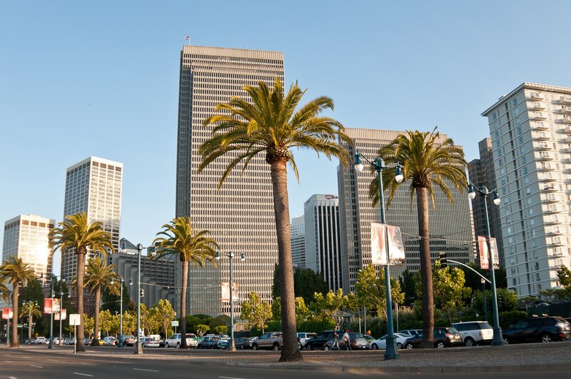 Palm trees in downtown San Francisco