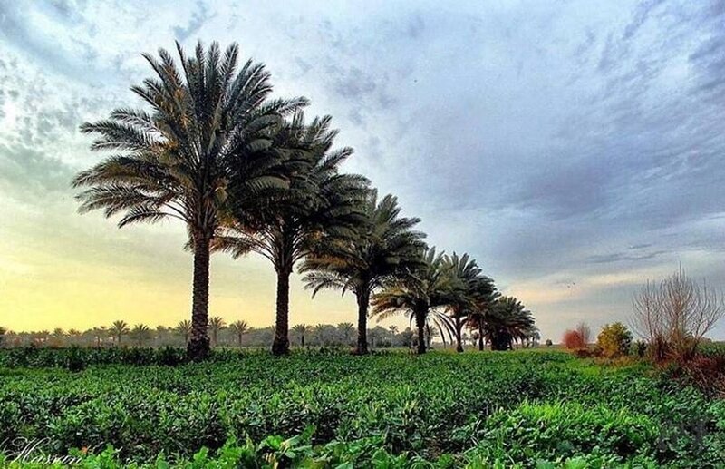 Palm Trees in Field — Green, Serene, Sunset