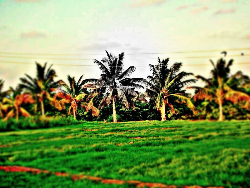 Palm Trees in Field — Green, Serene