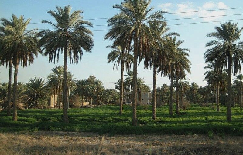 Palm Trees in Field — Green