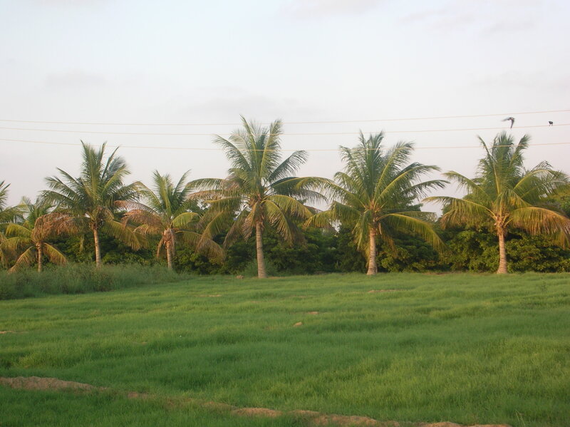 Palm Trees in Field