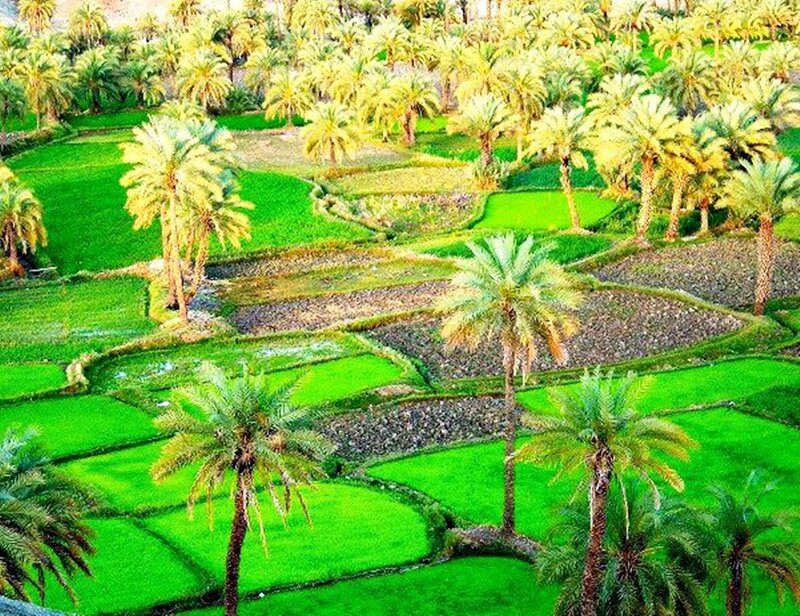 Palm Trees in Fields