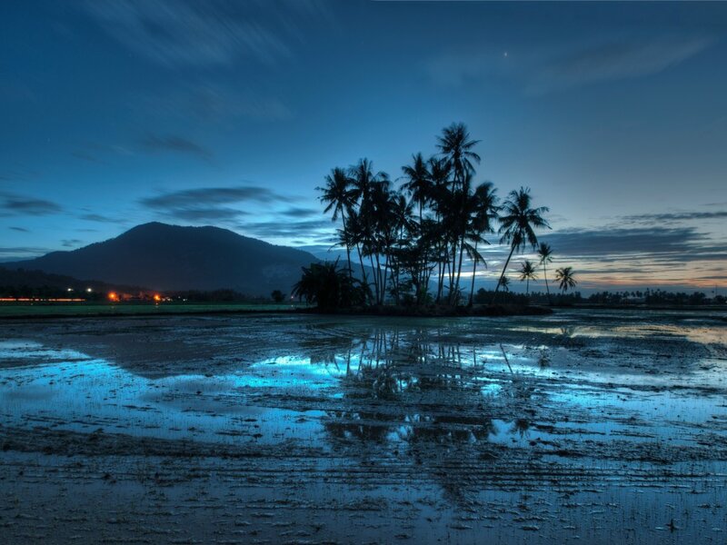 Palm Trees in Flooded Field — Blue