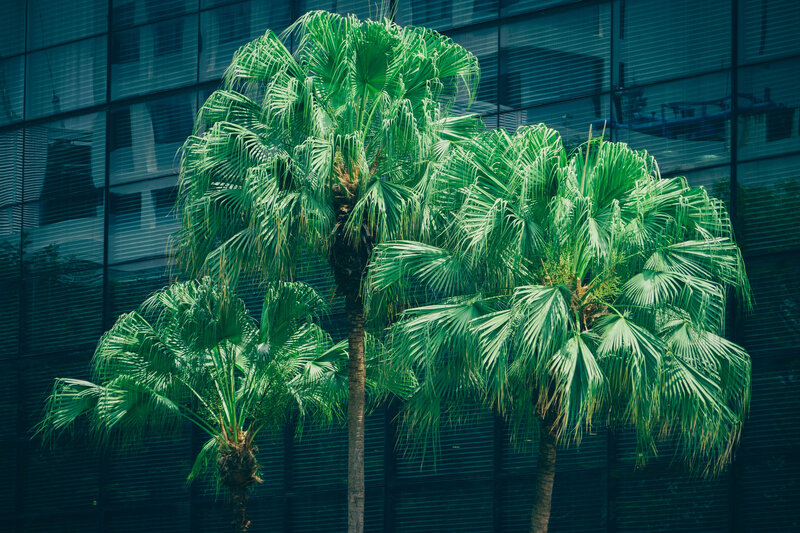 Palm trees in front of glass building