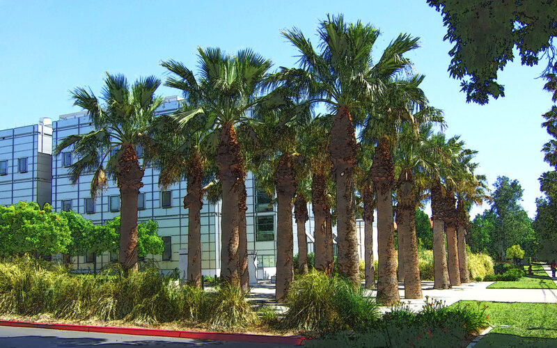 Palm trees in front of modern building