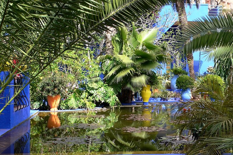 Palm Trees in Garden — Blue