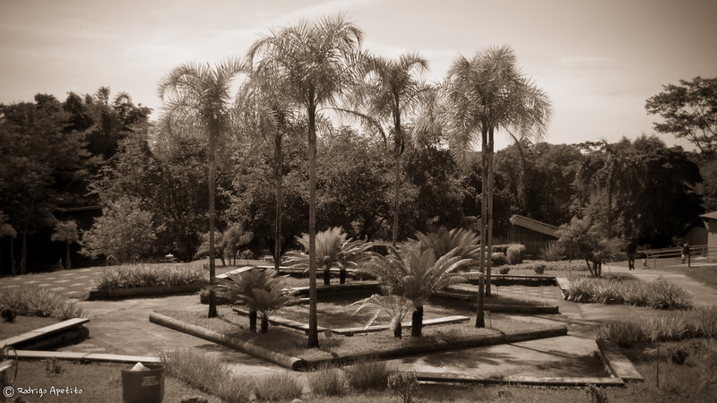 Palm Trees in Garden — Brown