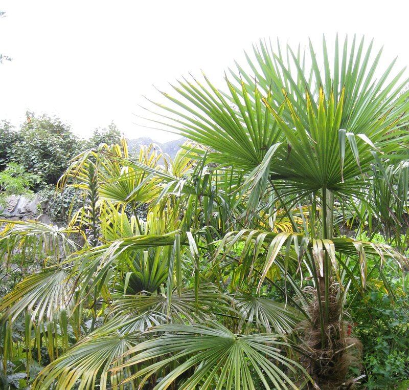 Palm Trees in Garden — Green, Natural