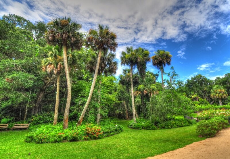 Palm Trees in Garden — Green, Serene, Afternoon