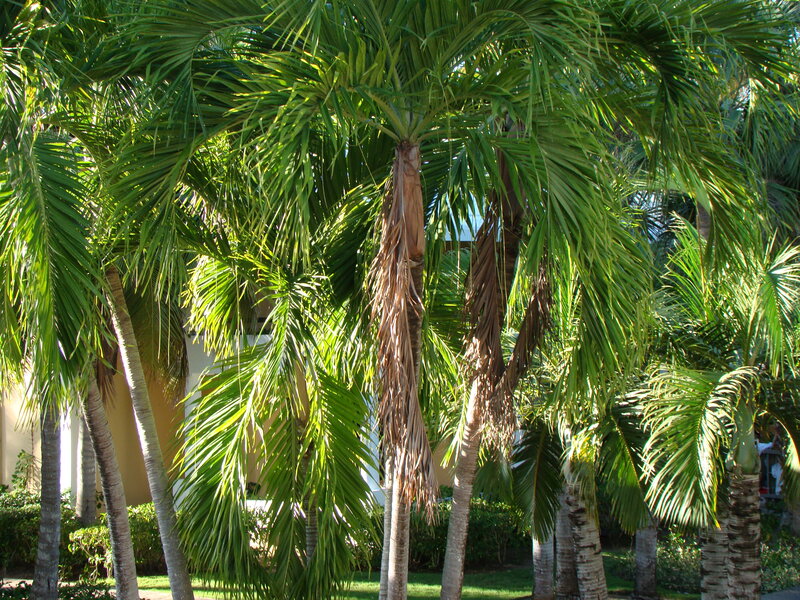 Palm Trees in Garden — Green, Serene