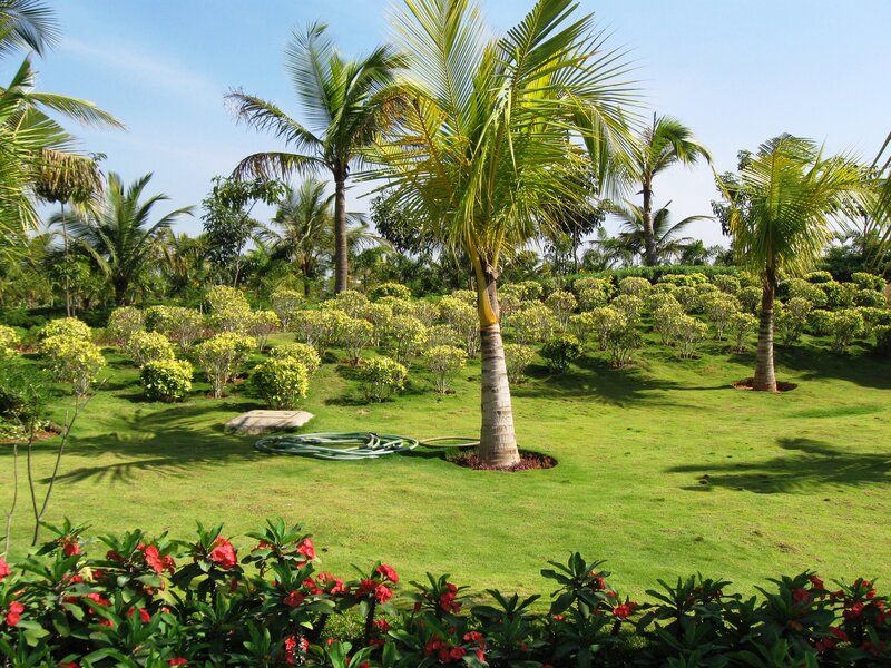 Palm Trees in Garden — Green